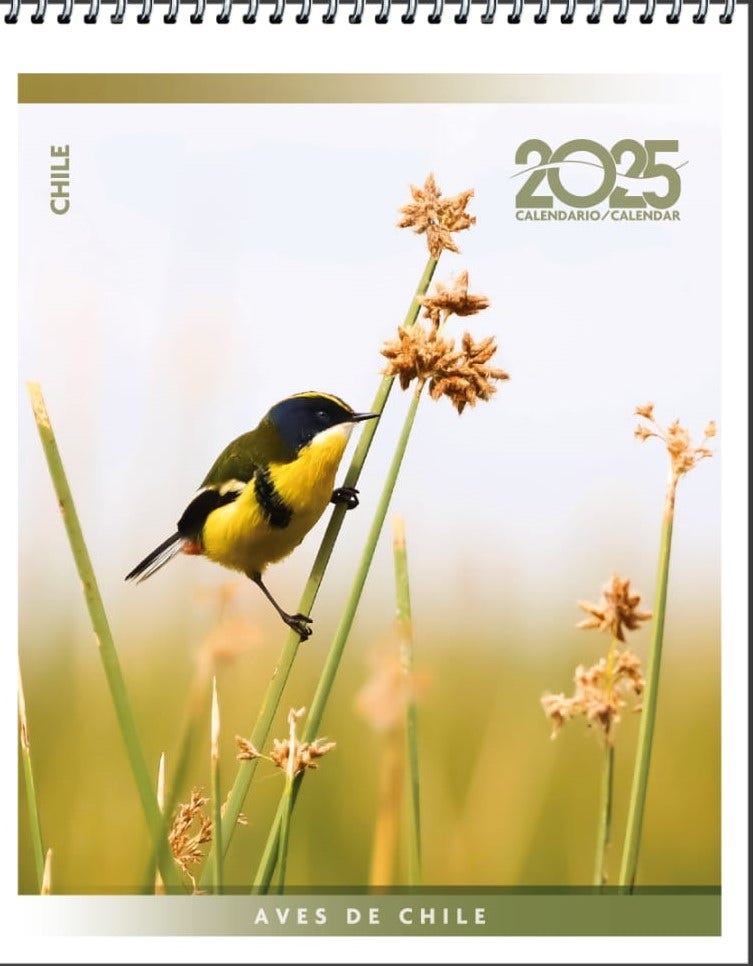 CALENDARIO 2025 AVES DE CHILE ESCRITORIO